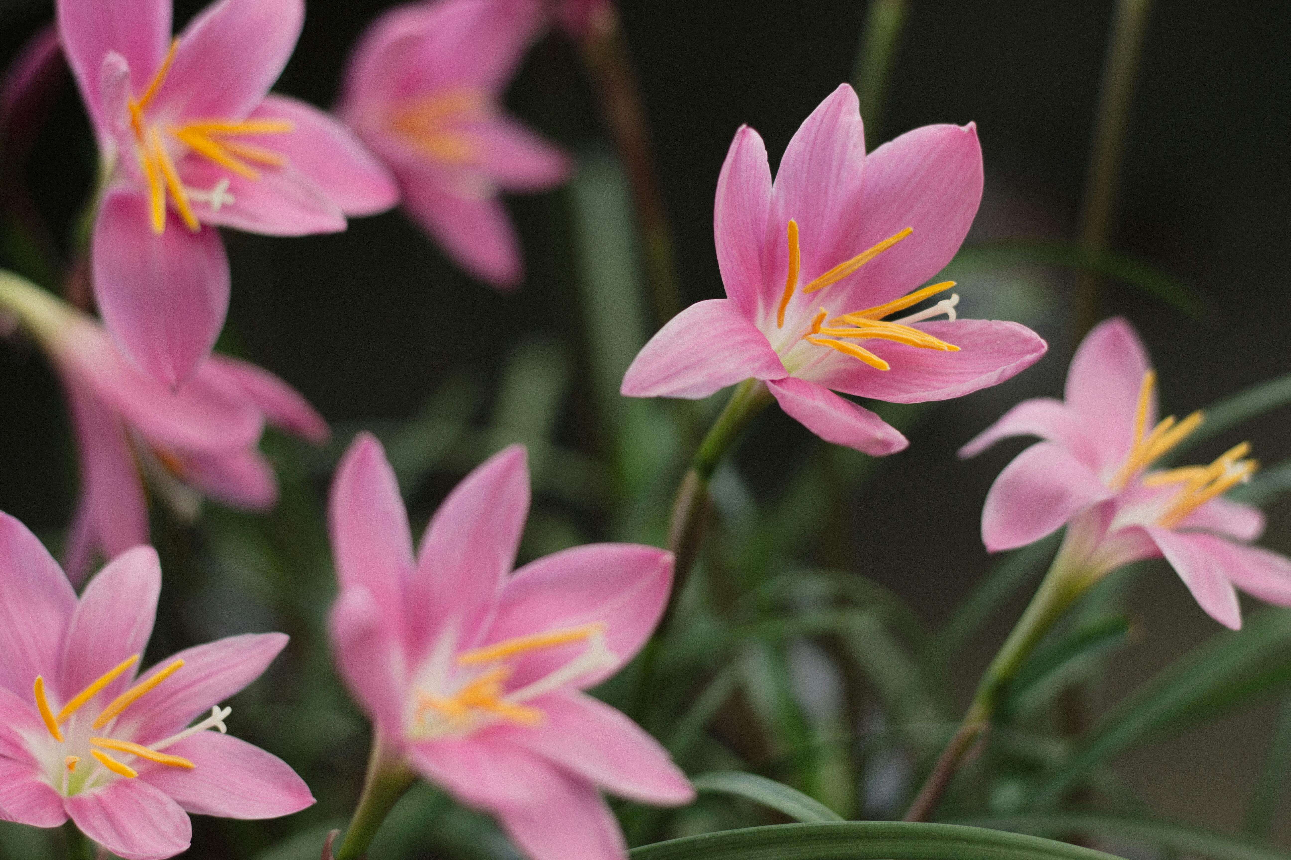 some pink Zephyranthes flowers in bloom